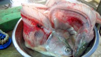 /album/photogalery-fish-species/a-110-edited-jpg/